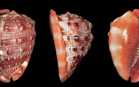 世界十大著名海螺，有一种生存了几亿年