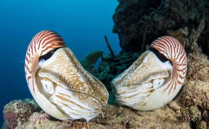 世界十大著名海螺，有一种生存了几亿年