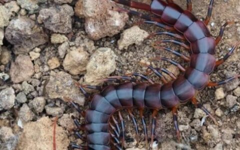 世界十大最毒蜈蚣排名，加拉帕格斯巨人蜈蚣排第一