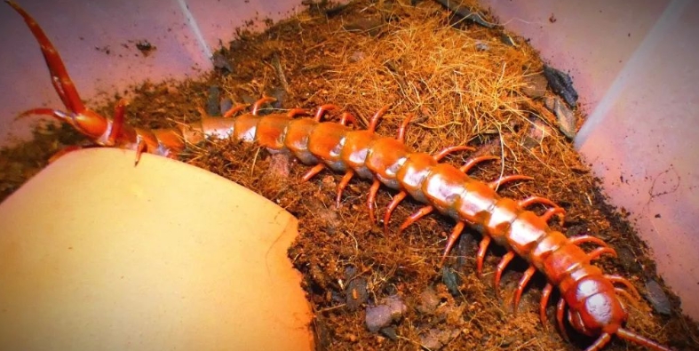 世界十大最毒蜈蚣排名，加拉帕格斯巨人蜈蚣排第一