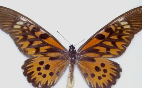 世界上最毒的10种蝴蝶，剧毒蝴蝶毒性排名