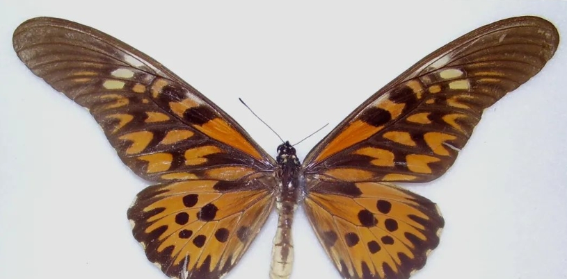 世界上最毒的10种蝴蝶，剧毒蝴蝶毒性排名