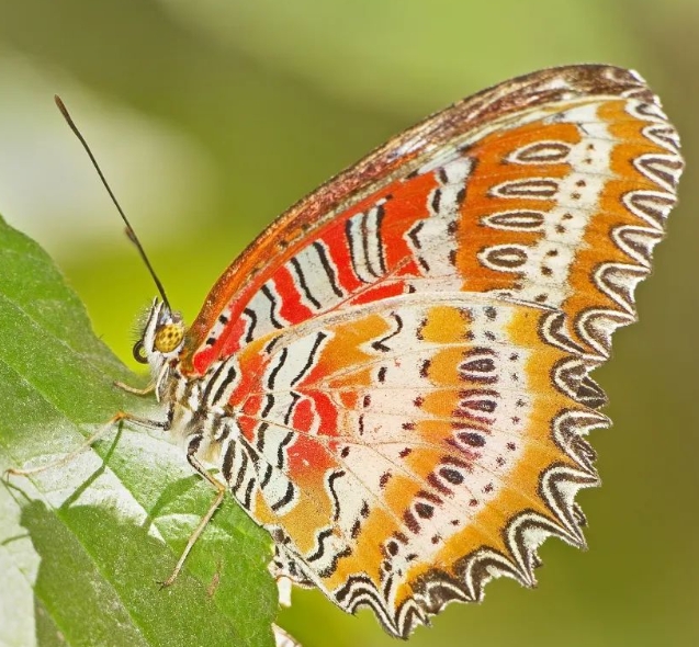 世界上最毒的10种蝴蝶，剧毒蝴蝶毒性排名