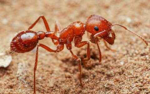 世界十大最毒蚂蚁排名（什么蚂蚁的毒性最强？）