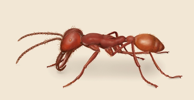 世界十大最毒蚂蚁排名（什么蚂蚁的毒性最强？）