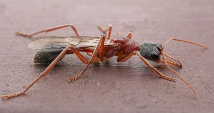 世界十大最毒蚂蚁排名（什么蚂蚁的毒性最强？）