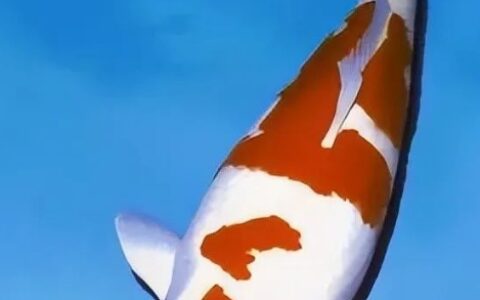 十大观赏鱼价格排名，你见过哪几种？