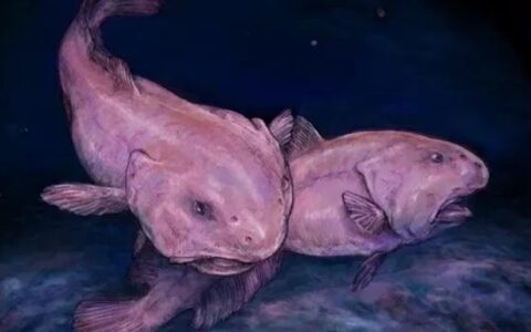 11种你从未见过的海底奇异之鱼