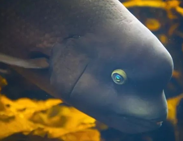 11种你从未见过的海底奇异之鱼