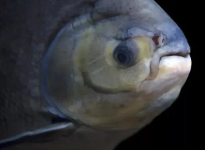 11种你从未见过的海底奇异之鱼