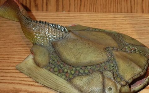 世界十大最神秘古老的鱼