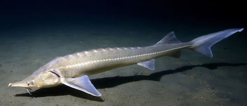 世界十大最神秘古老的鱼