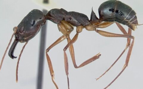 世界上攻击速度最快的5种动物