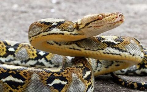 什么蛇最长？（世界上最长的蛇类都有哪些？）