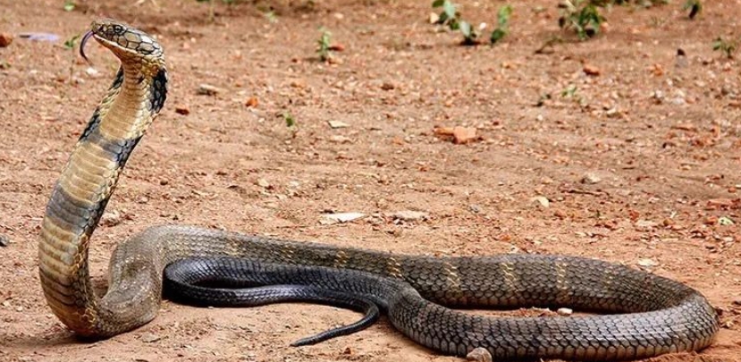 什么蛇最长？（世界上最长的蛇类都有哪些？）