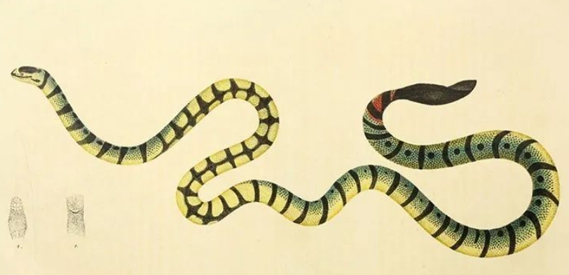 什么蛇最长？（世界上最长的蛇类都有哪些？）