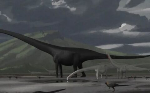 世界上尾巴最长的动物是谁？