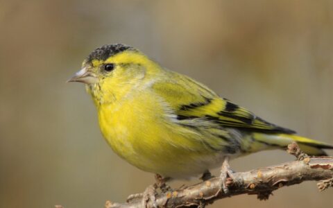 如何训练鸟儿叼硬币？