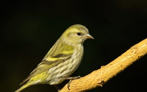 怎样训练鸟儿开抽屉叼硬币？