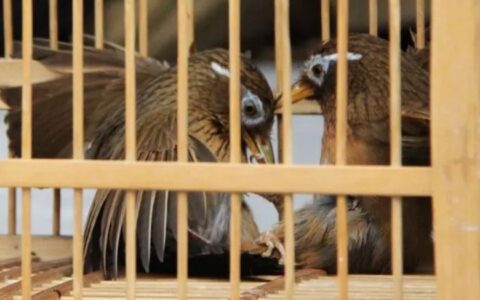 如何判断画眉鸟的性口强弱？