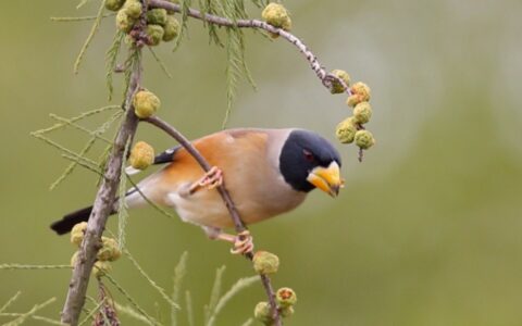 如何饲养与调教黑尾蜡嘴？