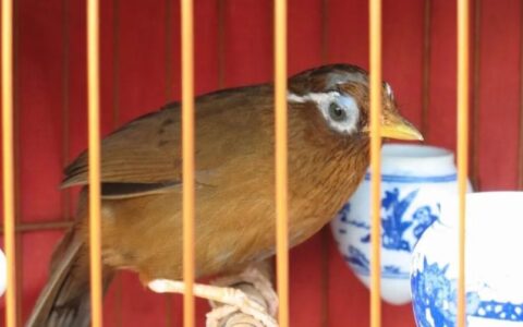 北方养鸟经验分享