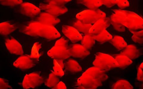 那些不能养的爆红的宠物——血鹦鹉