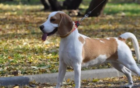 狗狗品种简介：比格犬介绍