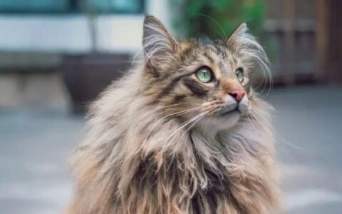 挪威森林猫多少钱一只？挪威森林猫知识百科