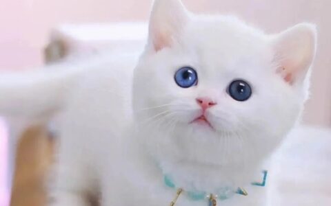 什么样的猫咪智商低？（猫咪低智商的7个表现）