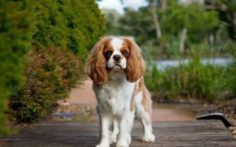 查理士王小猎犬的形态特征及性格特征