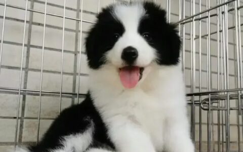 公认颜值最高的10个狗狗品种