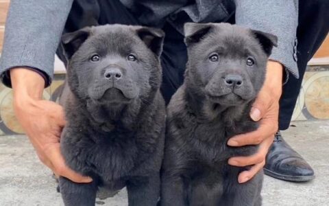 五黑犬的形态及性格特征