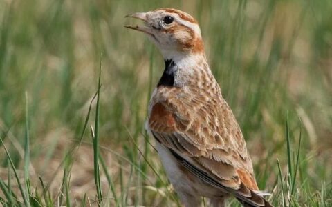 百灵鸟压口技巧：啥是拉锁，啥时候开始压口？