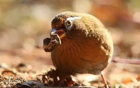 画眉鸟各类疾病症状及预防和治疗方法