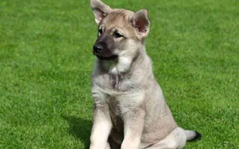 挪威猎麋犬品种介绍