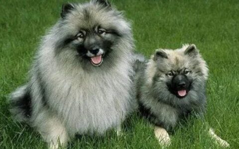 荷兰毛狮犬品种介绍