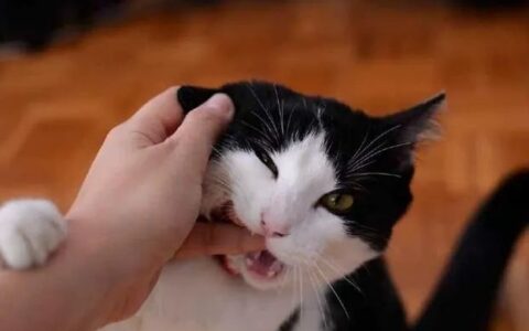 猫咪咬人该怎么管教？