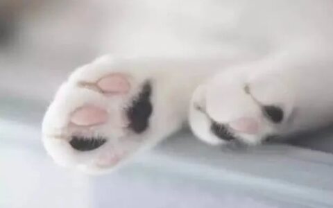 猫咪肉垫藏着什么秘密？