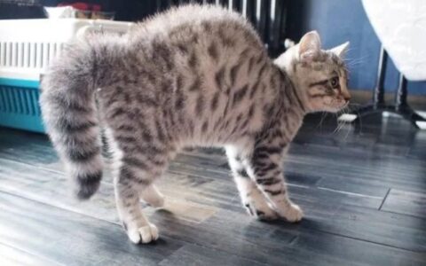 猫咪为什么会弓背？猫咪弓背原因