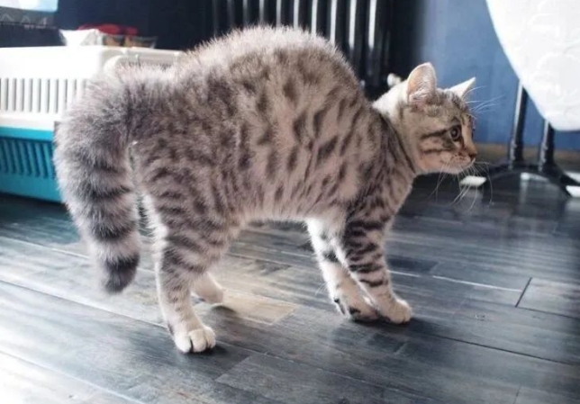 猫咪为什么会弓背？猫咪弓背原因