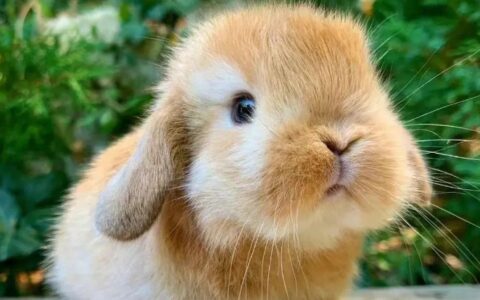 兔子总是乱咬东西怎么办？