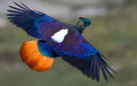 中国十大最美的飞禽