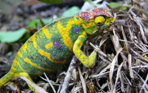 世界十大最好看的变色龙