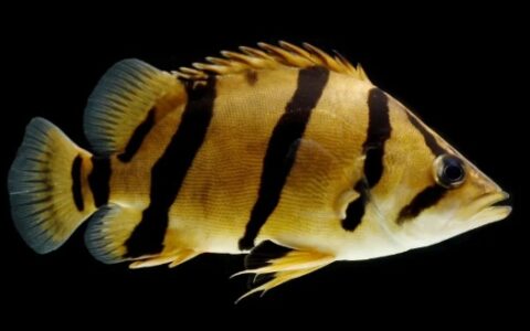 有哪些好看的虎鱼？六大最好看的虎鱼