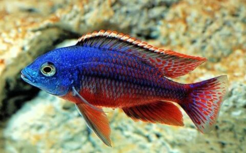 三湖慈鲷十大最美品类排名