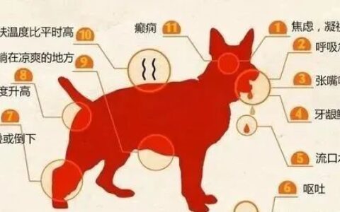 如何预防狗狗中暑？狗狗中暑有哪些症状？