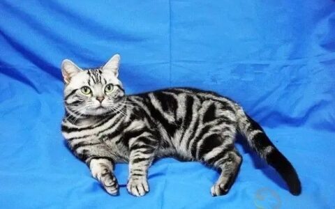 虎斑猫多少钱一只？虎斑猫性格特点