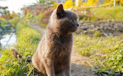 法国卡尔特猫多少钱一只？法国卡尔特猫怎么样