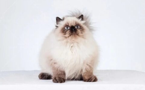 喜马拉雅猫品种简介：喜马拉雅猫特征习性、体型及护理